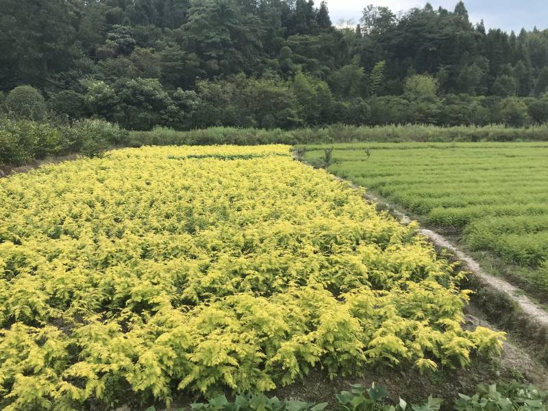 金叶水杉、黄金水杉，水杉，可基地看货挑苗，也可视频看货