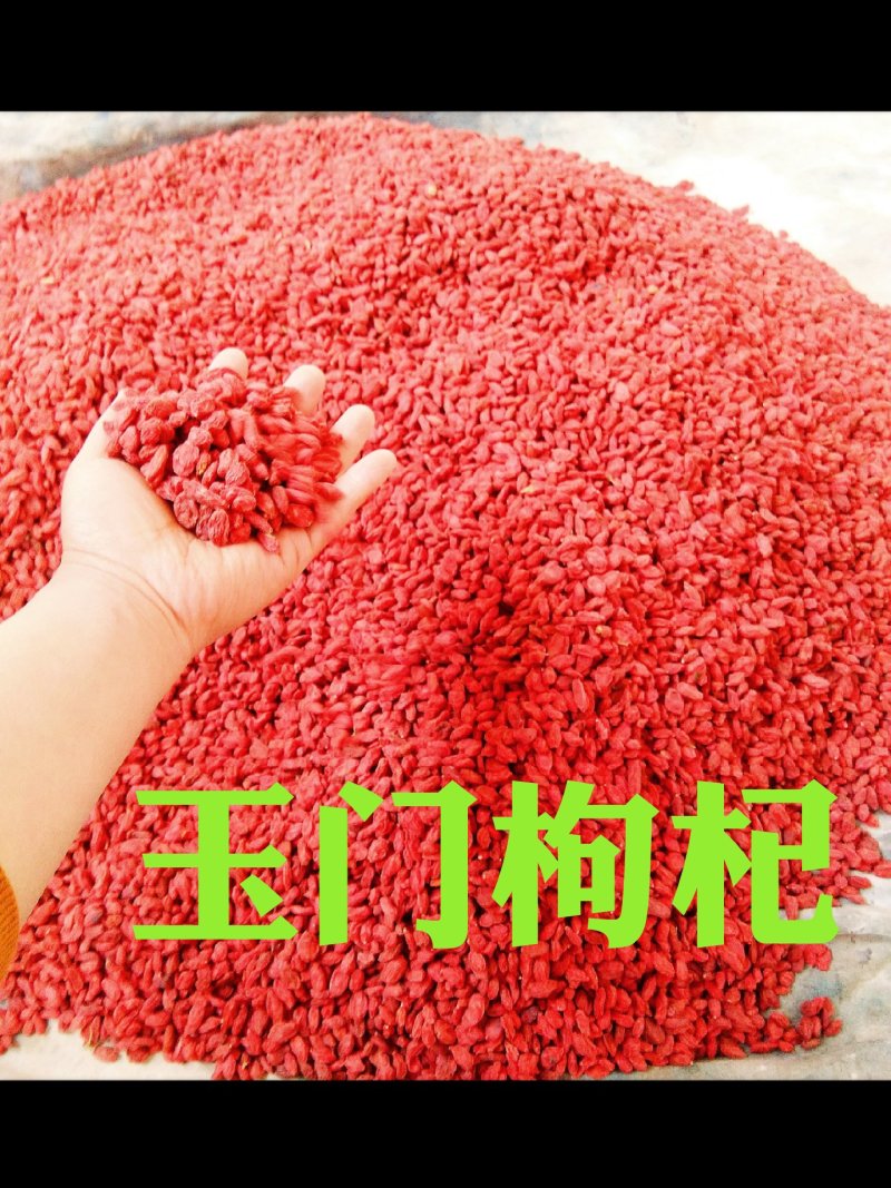 红枸杞甘肃玉门小金湾特产精品红枸杞全国发货玉门枸杞产地