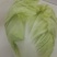 大棚德高16白菜涮锅转用