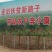 楸树
