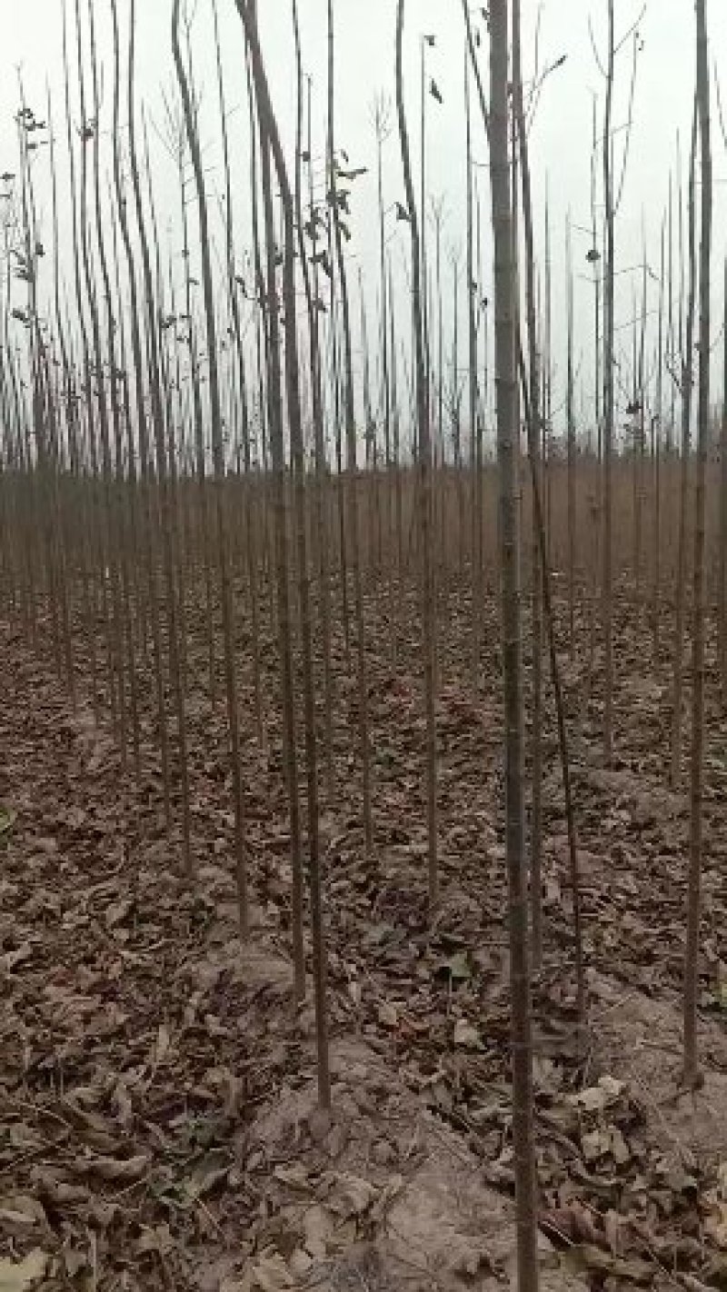 楸树
