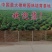 楸树