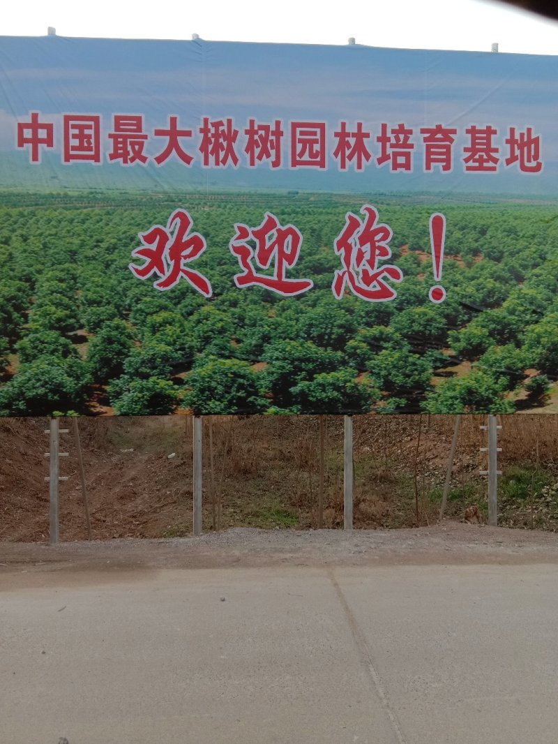 楸树