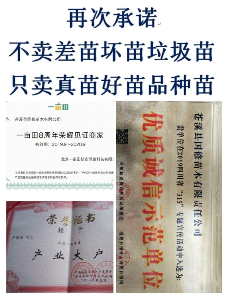 红心红阳猕猴桃嫁接苗包邮基地低价批发销售免技术指导