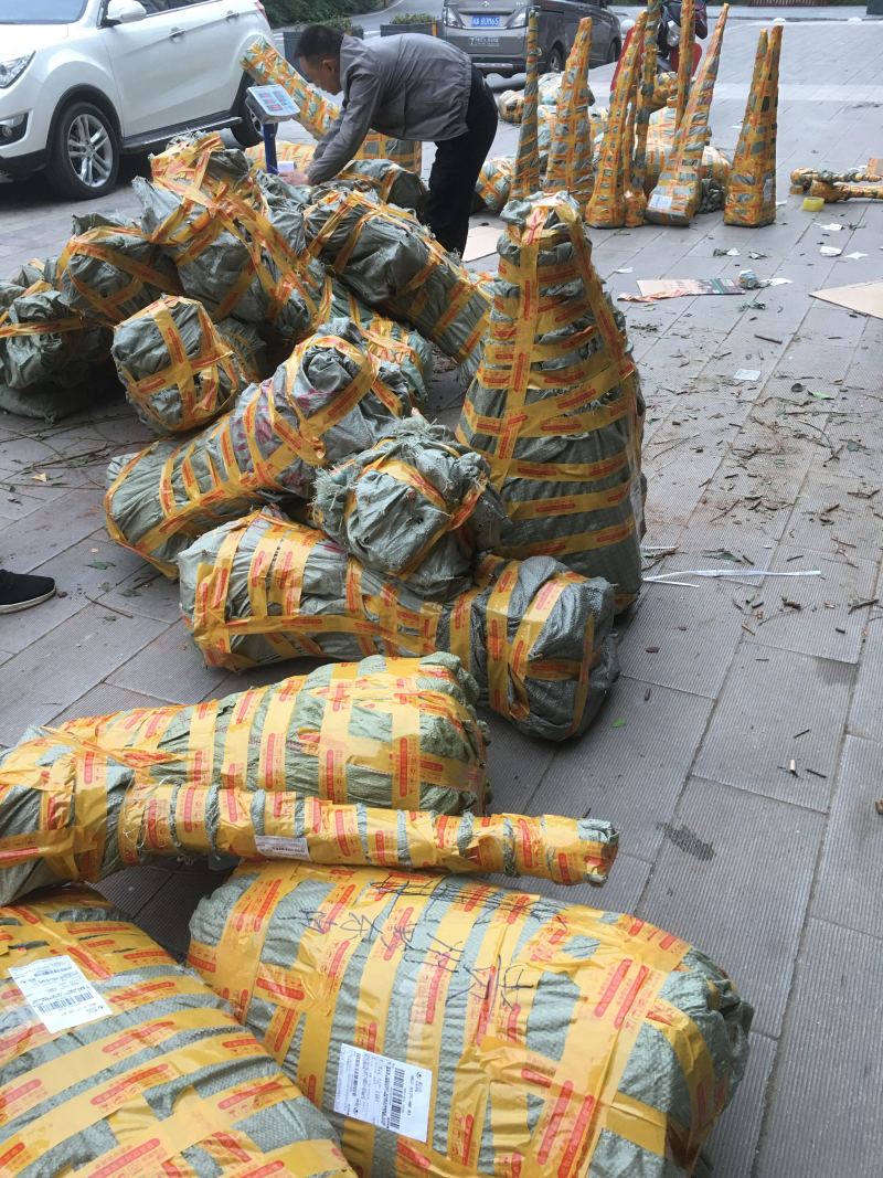 葡萄苗盆地栽蓝宝石巨峰夏黑爬藤果树苗南北方种植当年结果