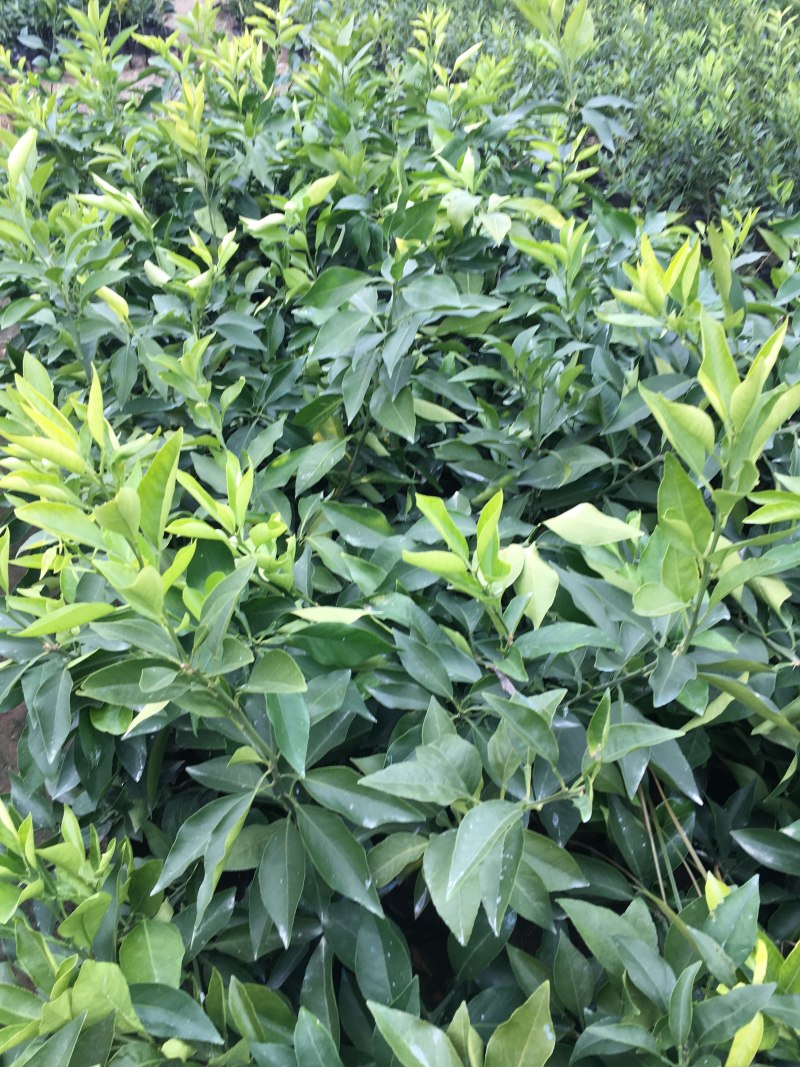 热销四川爱媛38号果冻橙树苗南北种植盆栽地栽