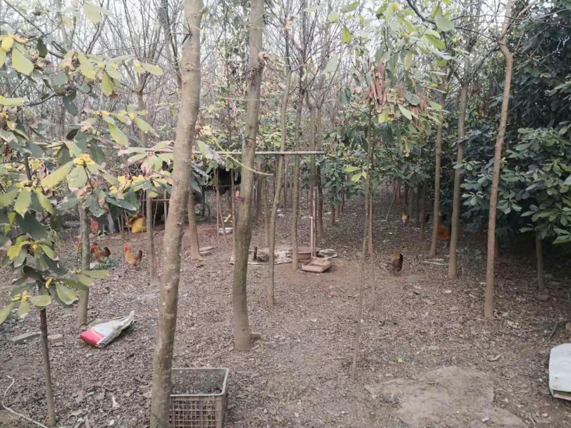 10公分皂角树1000株，8公分五百棵，