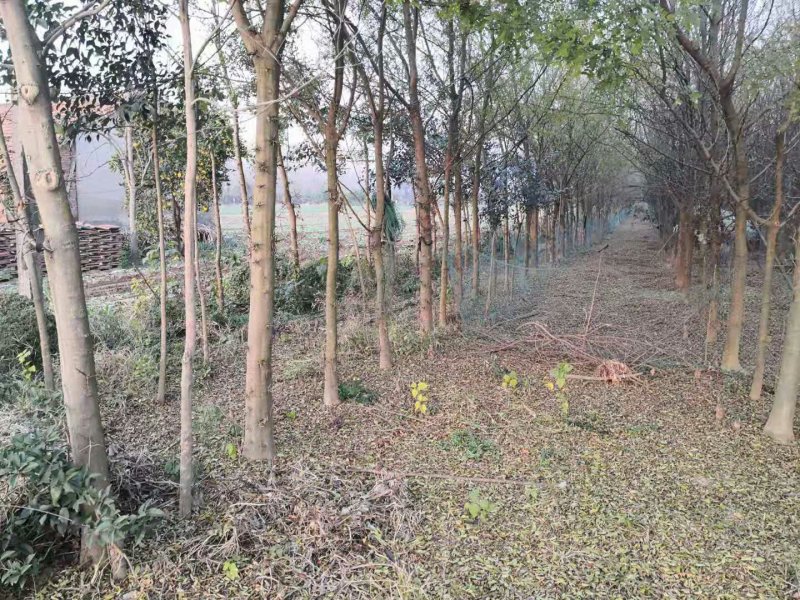10公分皂角树1000株，8公分五百棵，
