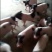 巴马香猪，大白母猪，长白母猪，大约克，杜洛克，苏太母猪，