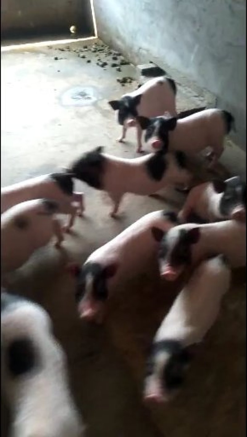 巴马香猪，大白母猪，长白母猪，大约克，杜洛克，苏太母猪，