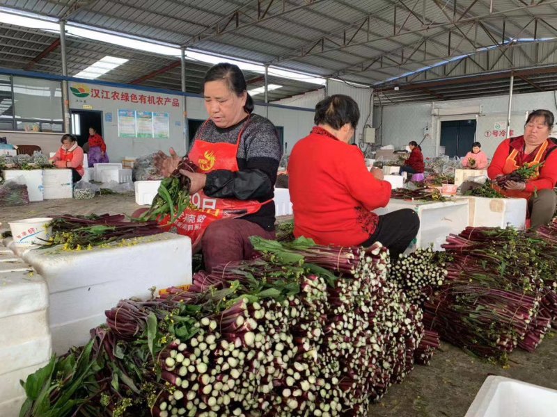 红菜苔，口感甜嫰，颜色红-