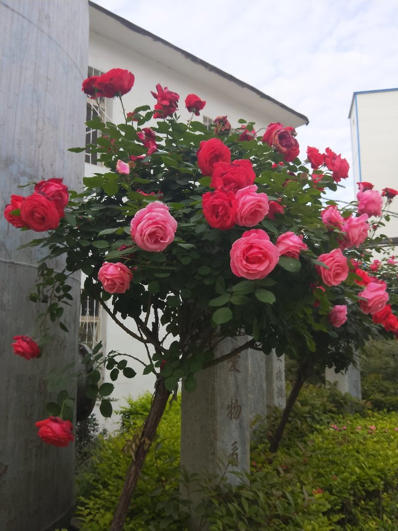 树状月季