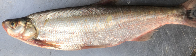 湖之味定制风味大白刁刁子鱼鳡鱼红尾鱼现货销售