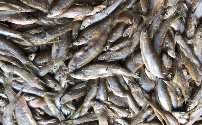 湖之味定制风味大白刁刁子鱼鳡鱼红尾鱼现货销售