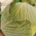 【精品】扁包菜大扁包基地一手货源直供量大从优对接全国