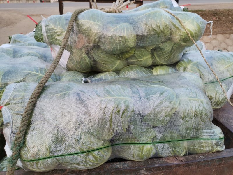 【精品】扁包菜大扁包基地一手货源直供量大从优对接全国