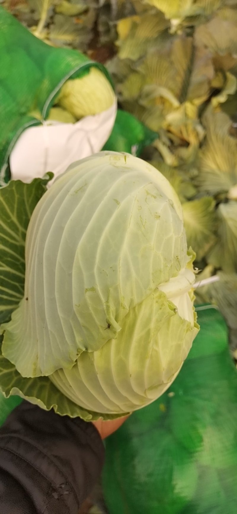 【精品】扁包菜大扁包基地一手货源直供量大从优对接全国