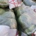 【精品】扁包菜大扁包基地一手货源直供量大从优对接全国
