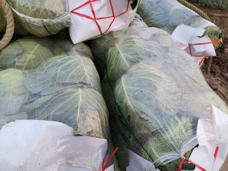 【精品】扁包菜大扁包基地一手货源直供量大从优对接全国