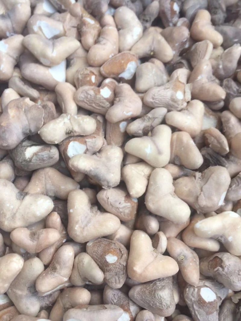 菱角米、野生菱角米洪湖特产干菱角米芡实