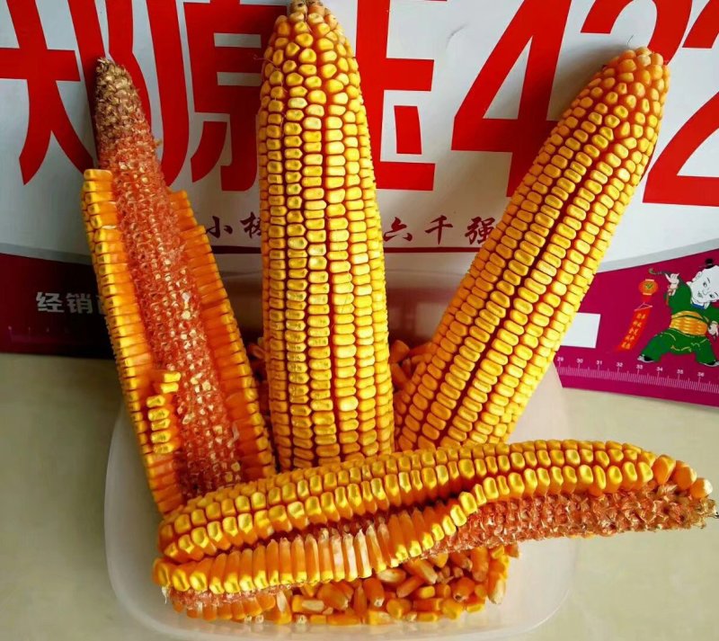 新疆农作物种子