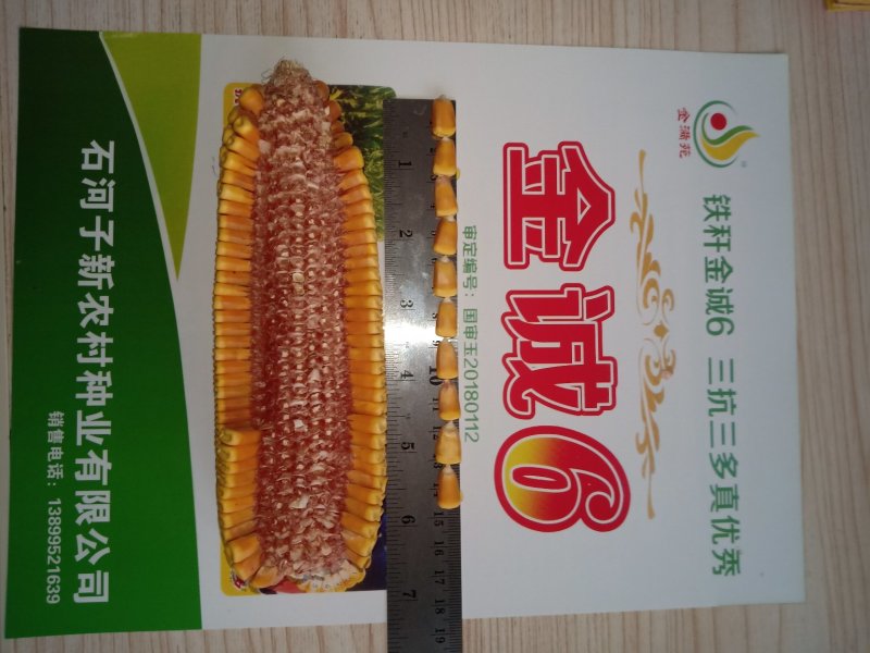 新疆农作物种子
