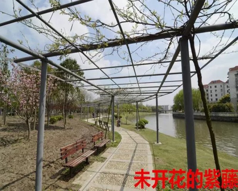 紫藤树苗爬藤植物多花紫藤苗庭院四季攀爬紫藤萝阳台盆栽攀援