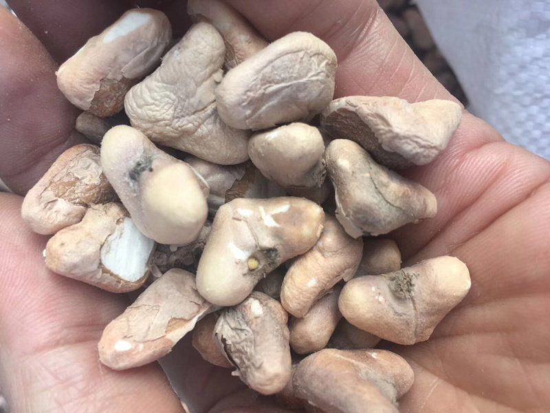 【有好货】菱角米洪湖野生菱角米莲蓬藕带等洪湖特产