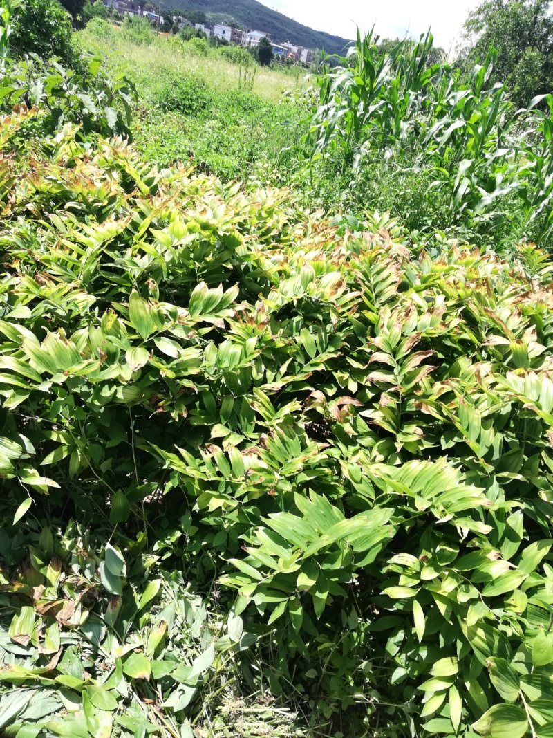 中药材新鲜玉竹供应湘玉竹种植基地产地直销价格实惠