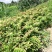 中药材新鲜玉竹供应湘玉竹种植基地产地直销价格实惠