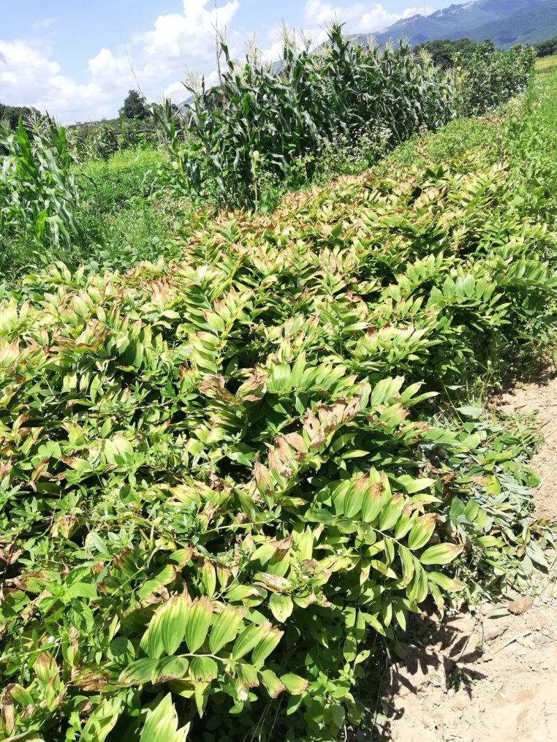 中药材新鲜玉竹供应湘玉竹种植基地产地直销价格实惠