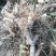 中药材新鲜玉竹供应湘玉竹种植基地产地直销价格实惠