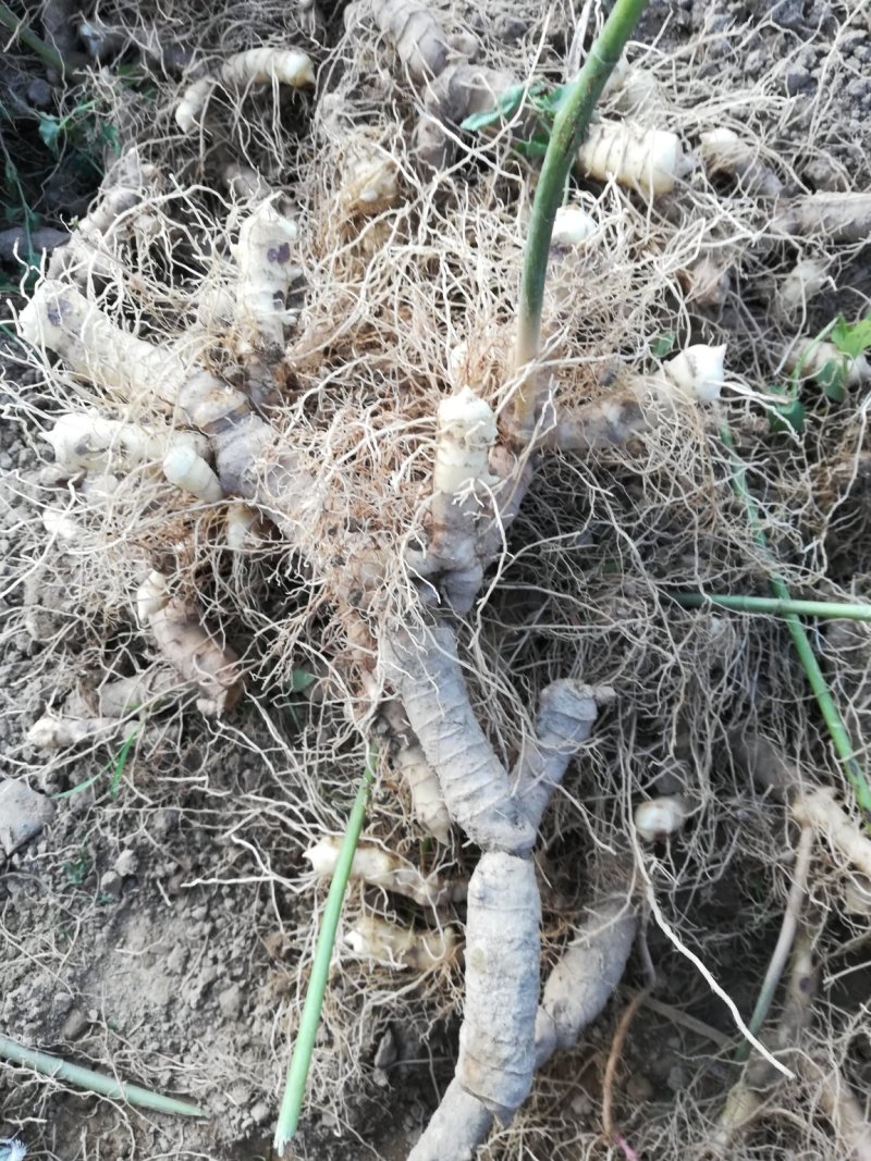 中药材新鲜玉竹供应湘玉竹种植基地产地直销价格实惠