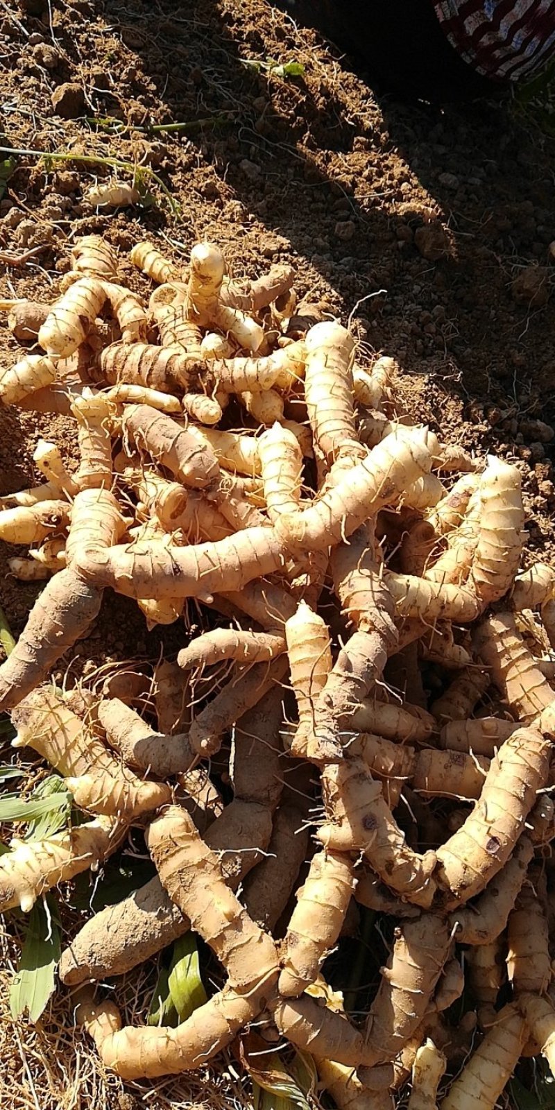 中药材新鲜玉竹供应湘玉竹种植基地产地直销价格实惠