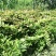 中药材新鲜玉竹供应湘玉竹种植基地产地直销价格实惠