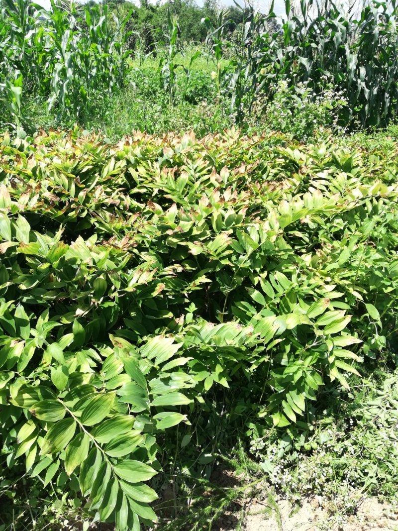 中药材新鲜玉竹供应湘玉竹种植基地产地直销价格实惠