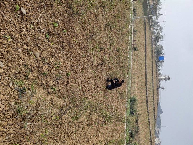 四川基地金银花苗，上门技术指导，两年回本并且盈利
