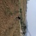 四川基地金银花苗，上门技术指导，两年回本并且盈利