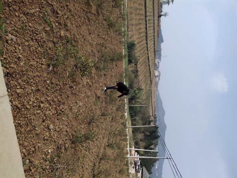 四川基地金银花苗，上门技术指导，两年回本并且盈利