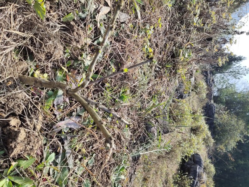 四川基地金银花苗，上门技术指导，两年回本并且盈利