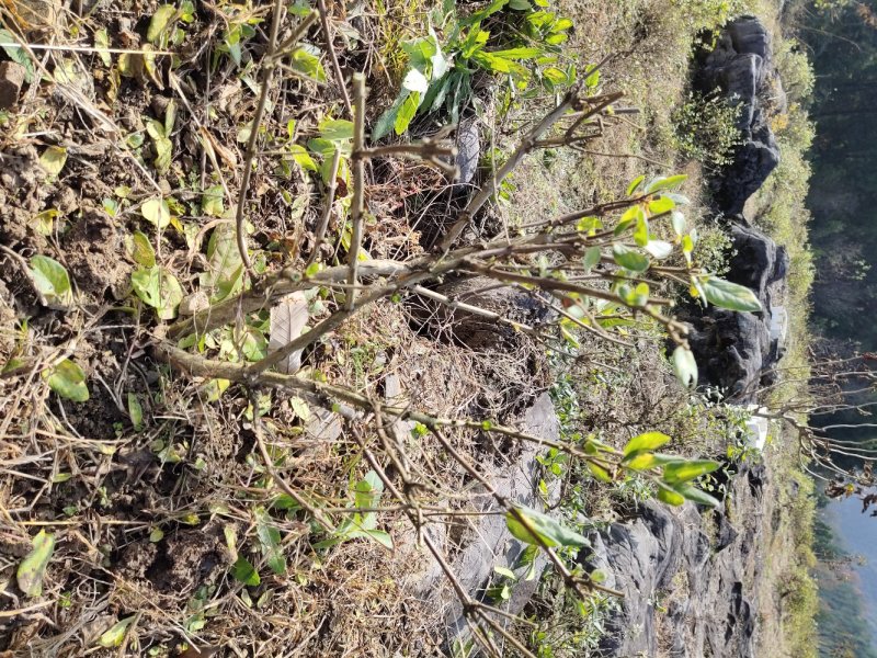 四川基地金银花苗，上门技术指导，两年回本并且盈利