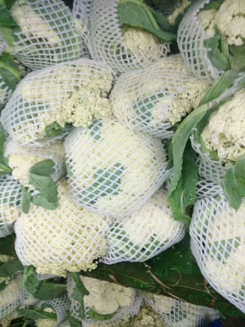 有机花散花大量现货质量好价格合理交通便利