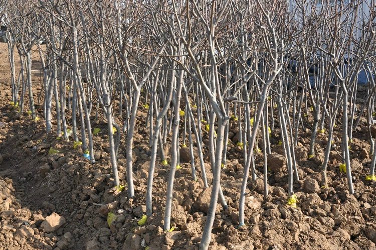 鸭梨树苗冬季防寒保护图