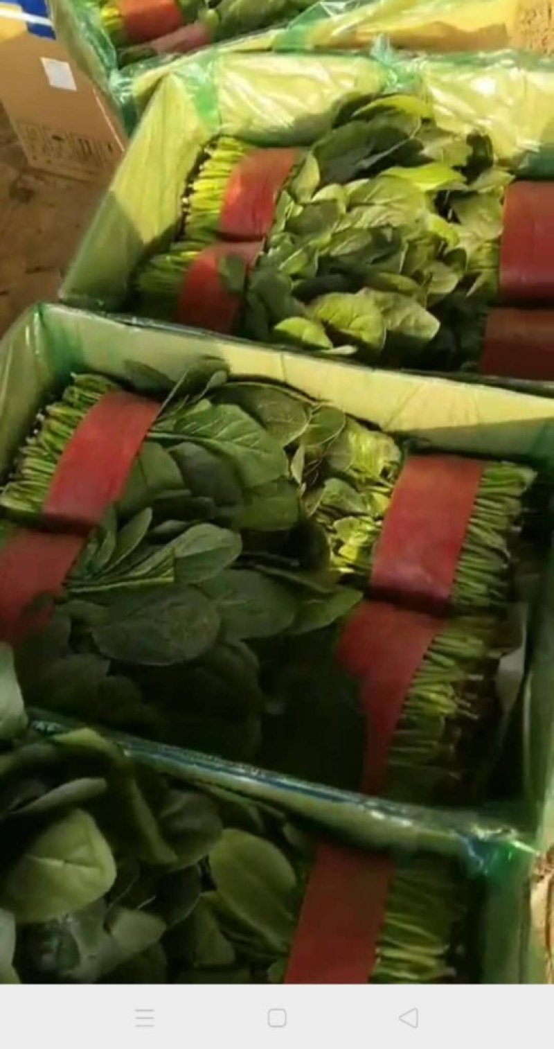 精品大叶菠菜25～30厘米货源充足价格真实