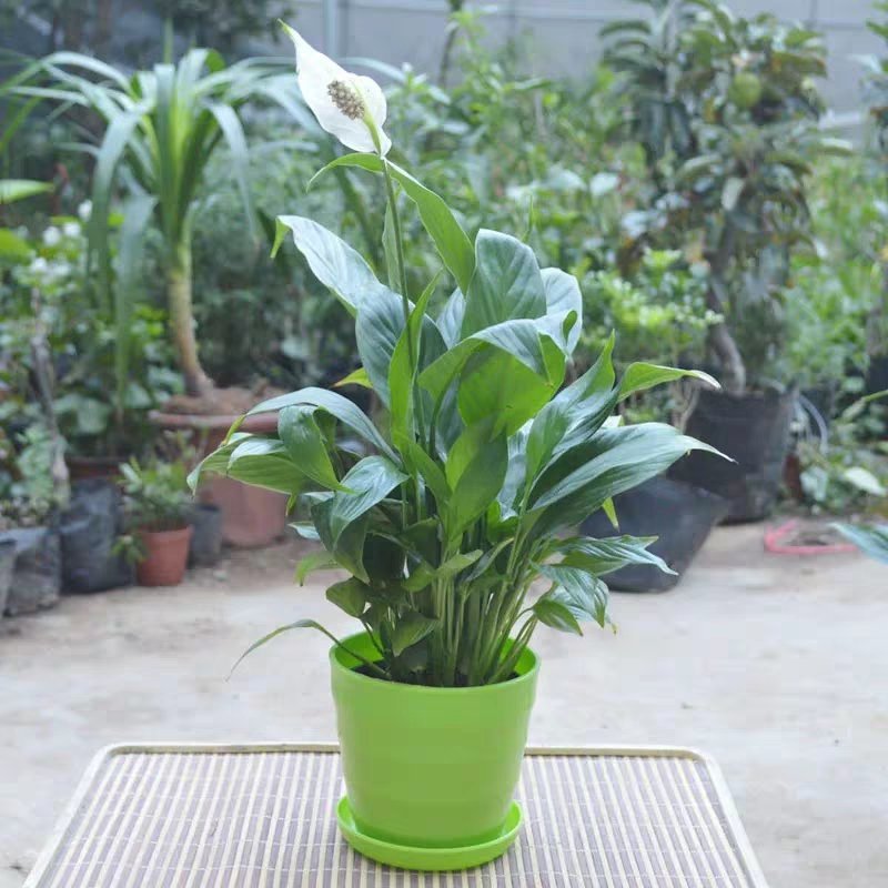 白掌一帆风顺盆栽绿植盆栽花卉室内盆栽花卉净化空