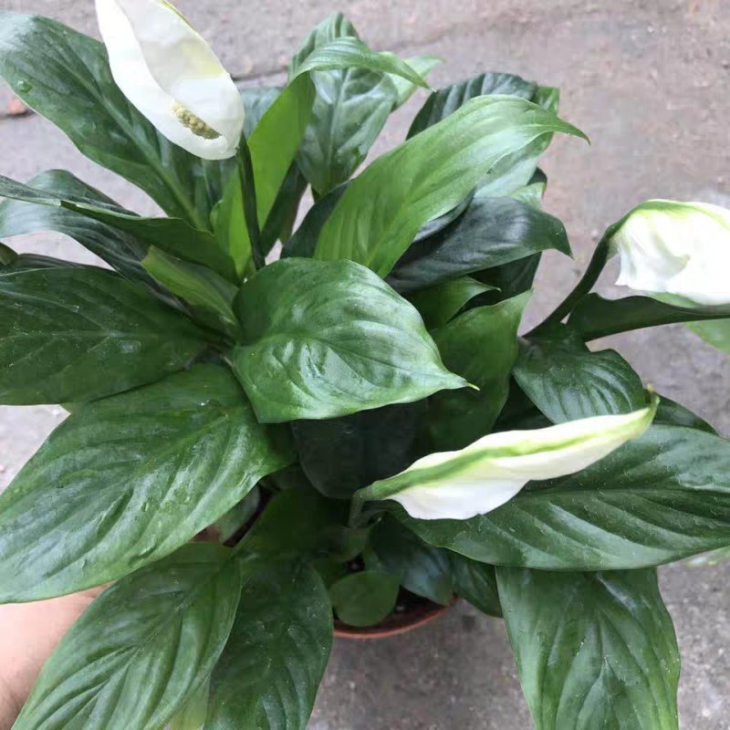 白掌一帆风顺盆栽绿植盆栽花卉室内盆栽花卉净化空