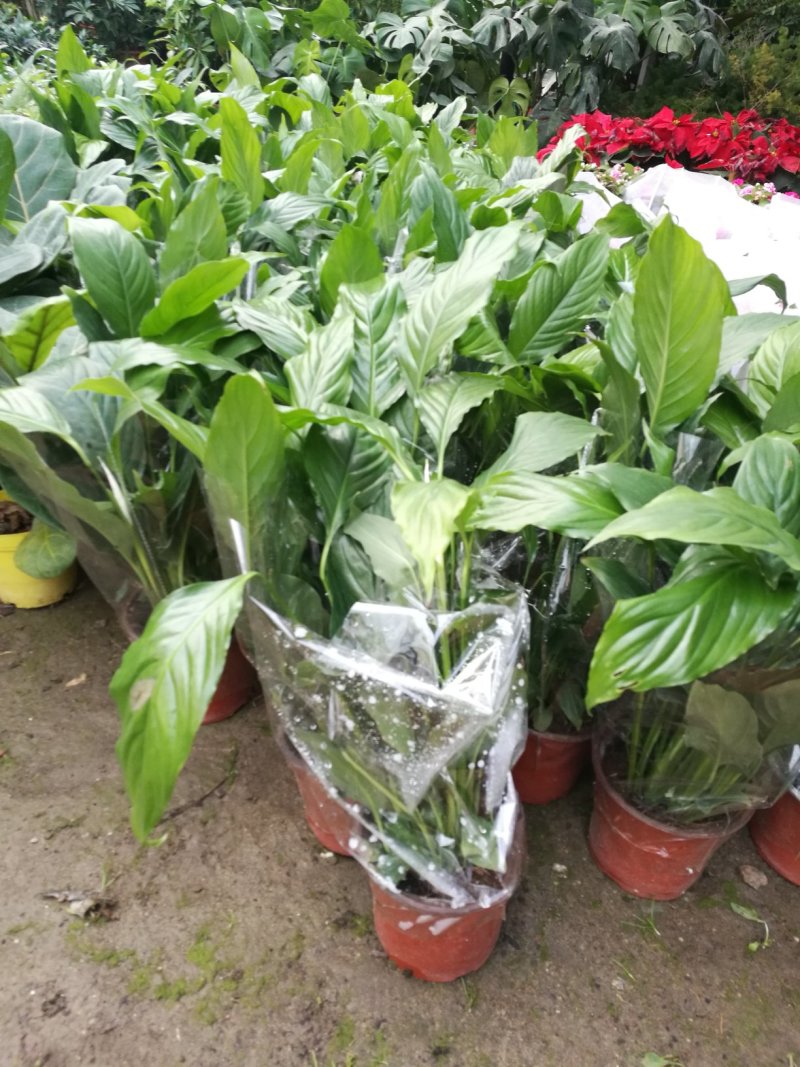 白掌一帆风顺盆栽绿植盆栽花卉室内盆栽花卉净化空