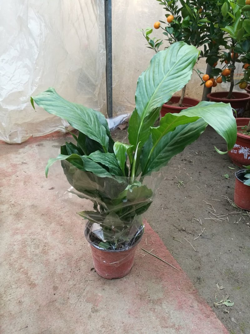 白掌一帆风顺盆栽绿植盆栽花卉室内盆栽花卉净化空