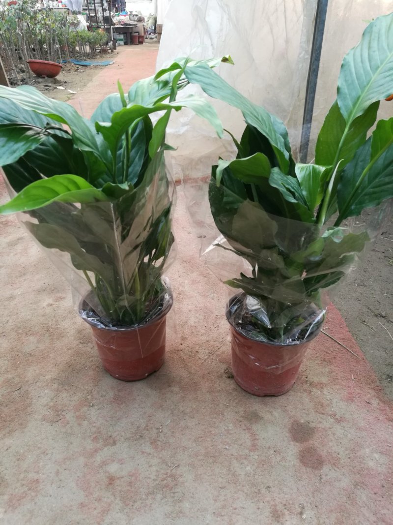 白掌一帆风顺盆栽绿植盆栽花卉室内盆栽花卉净化空