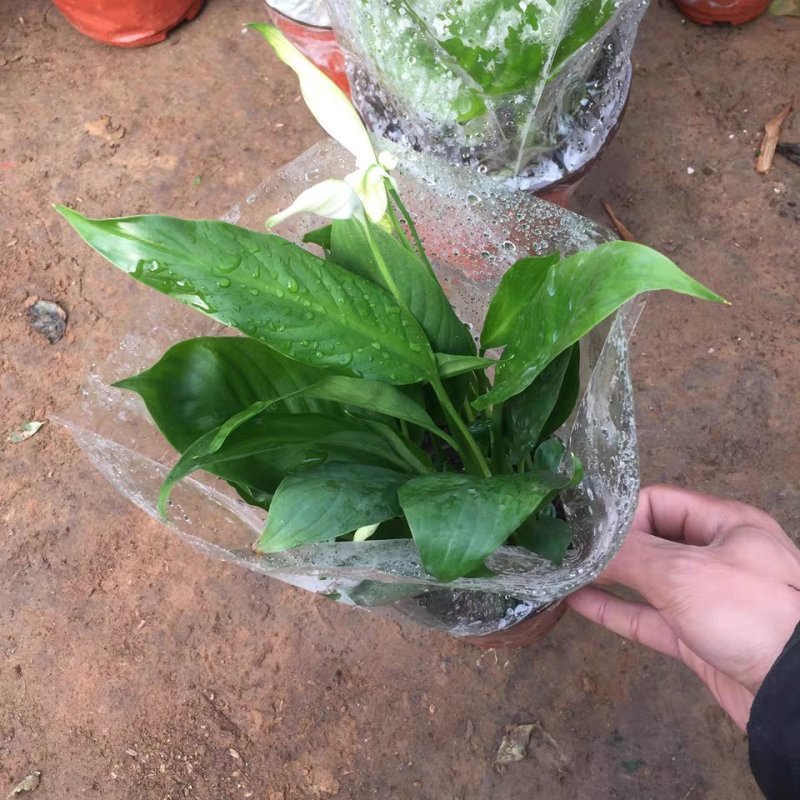 白掌一帆风顺盆栽绿植盆栽花卉室内盆栽花卉净化空